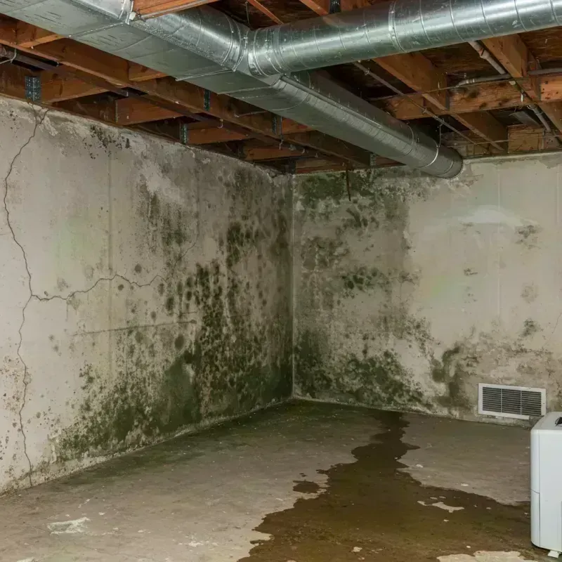 Professional Mold Removal in Weston, WV